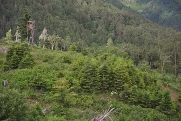 Foresta e fauna selvatica: dialogo per le foreste alpine del futuro