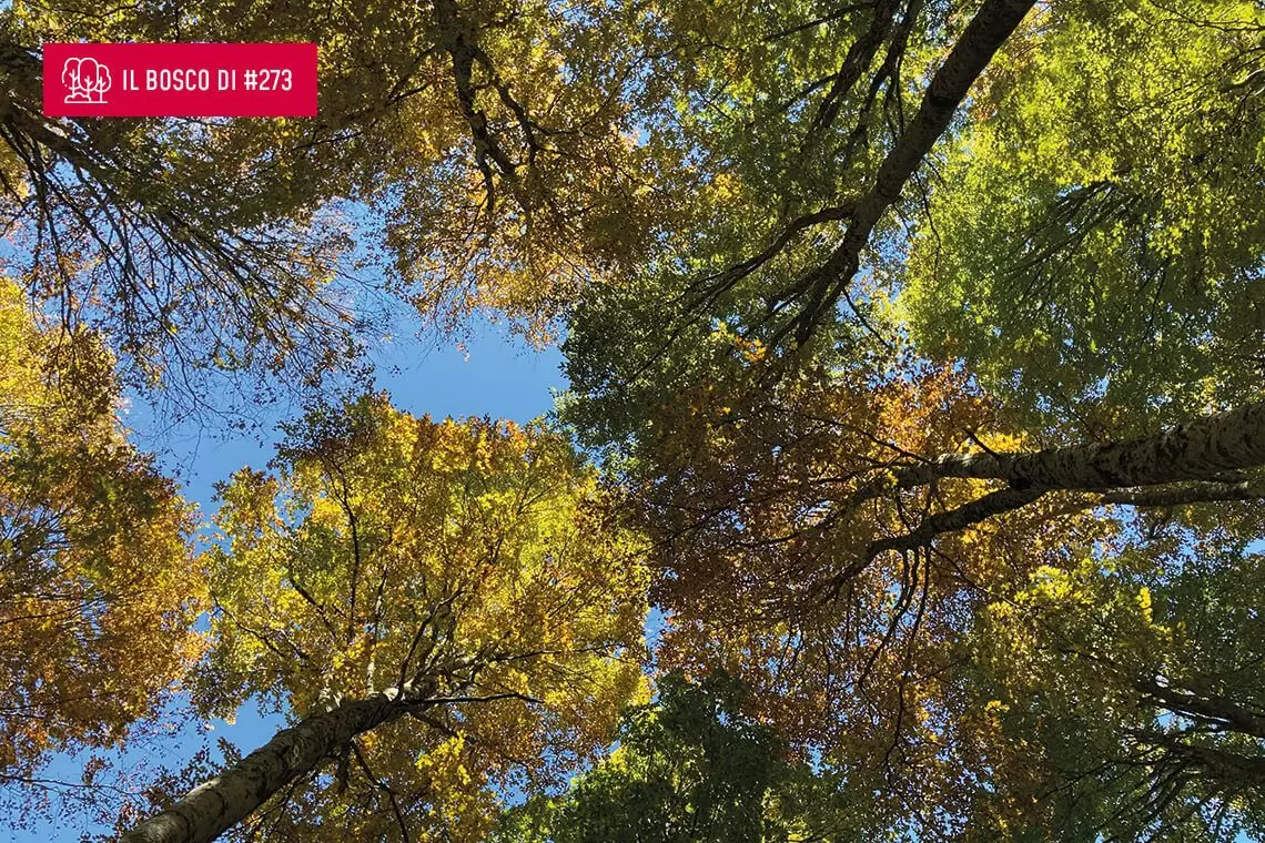 Il bosco di...Doriana Ferri