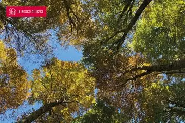 Il bosco di...Doriana Ferri