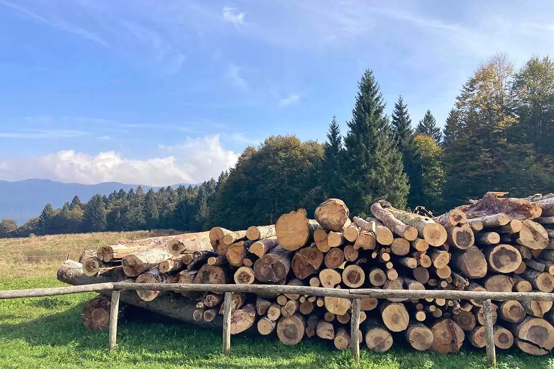 U.N.I.F. - Bando per due premi per tesi di dottorato nel settore forestale