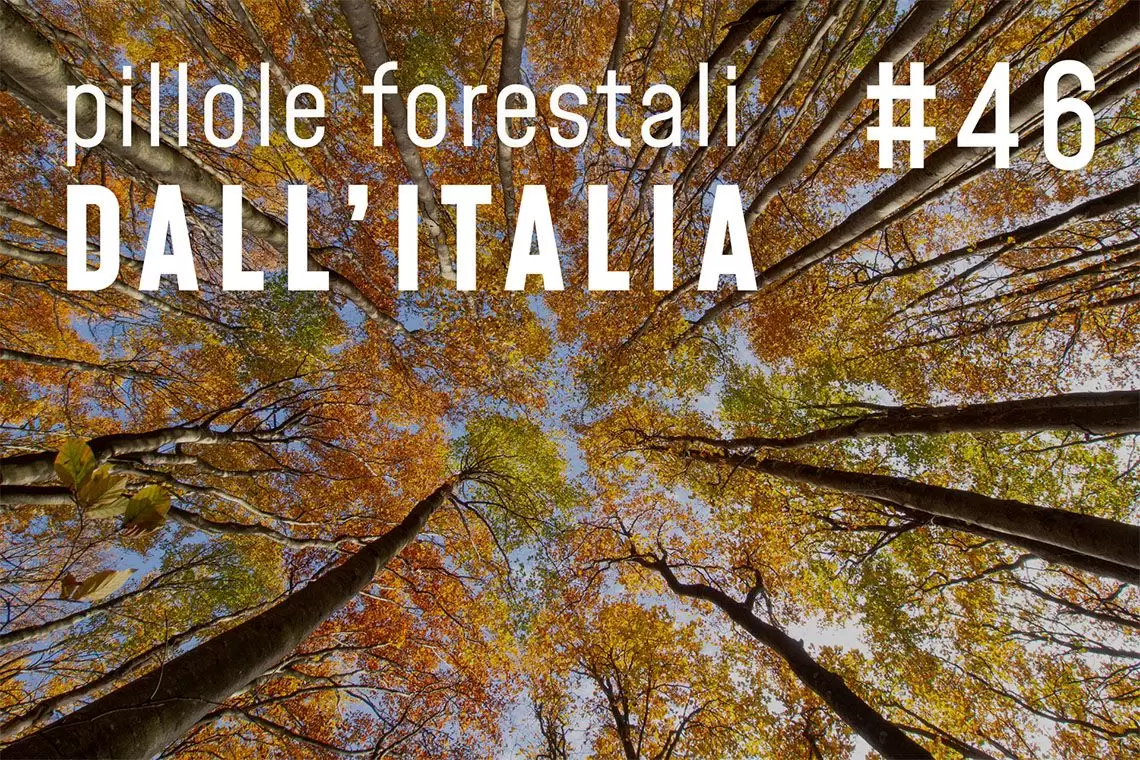 Pillole forestali dall'Italia puntata 46