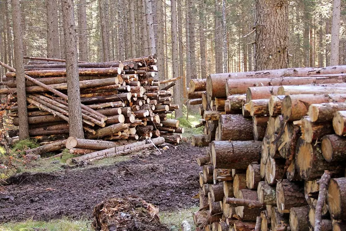 Gestione della tracciabilità del legname nei cantieri forestali: momento di confronto ad Arredamont