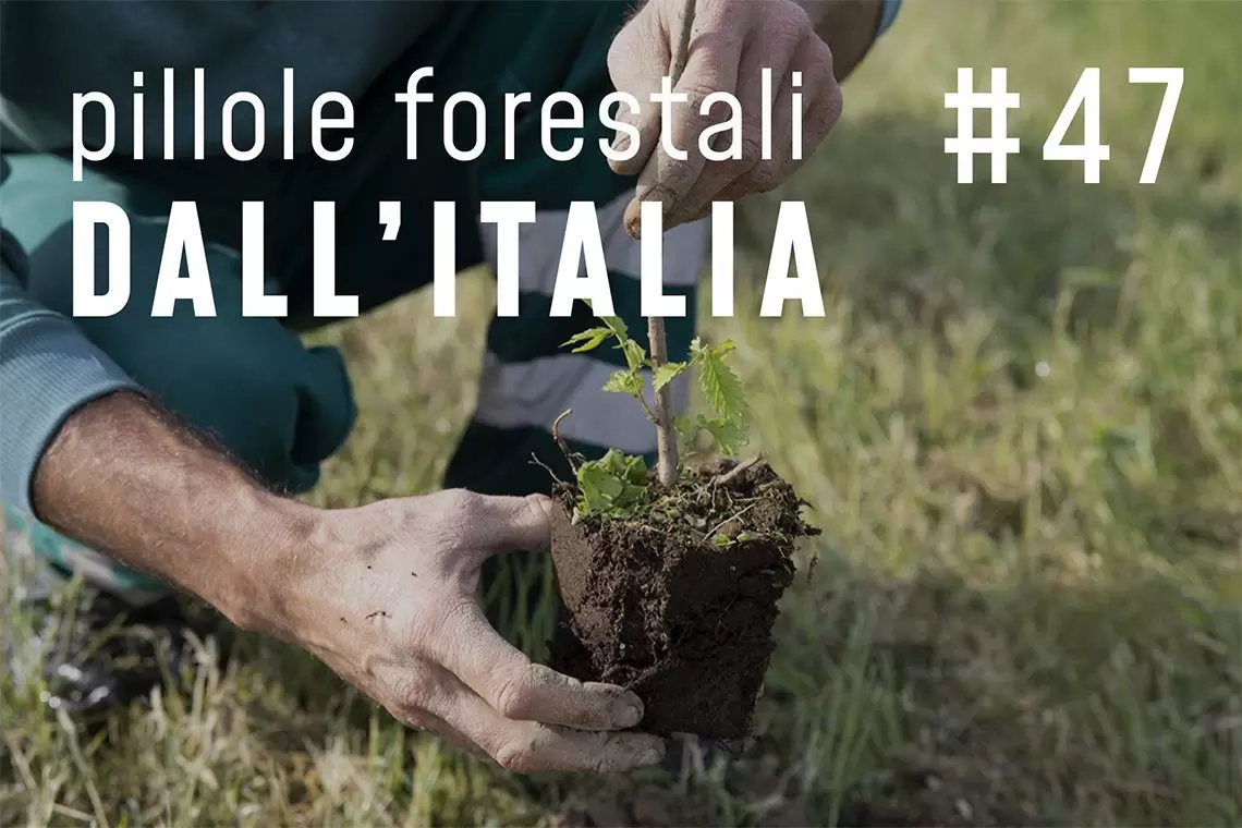 Pillole forestali dall'Italia puntata 47