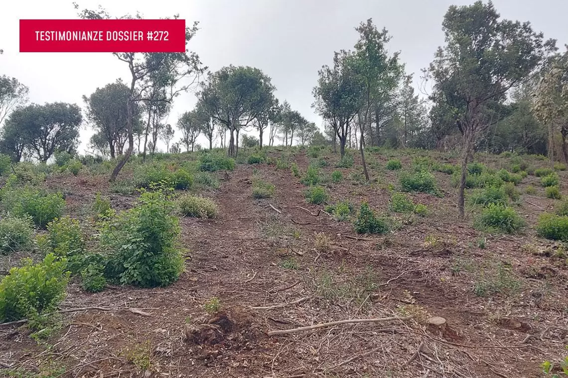 Meccanizzazione avanzata in boschi cedui