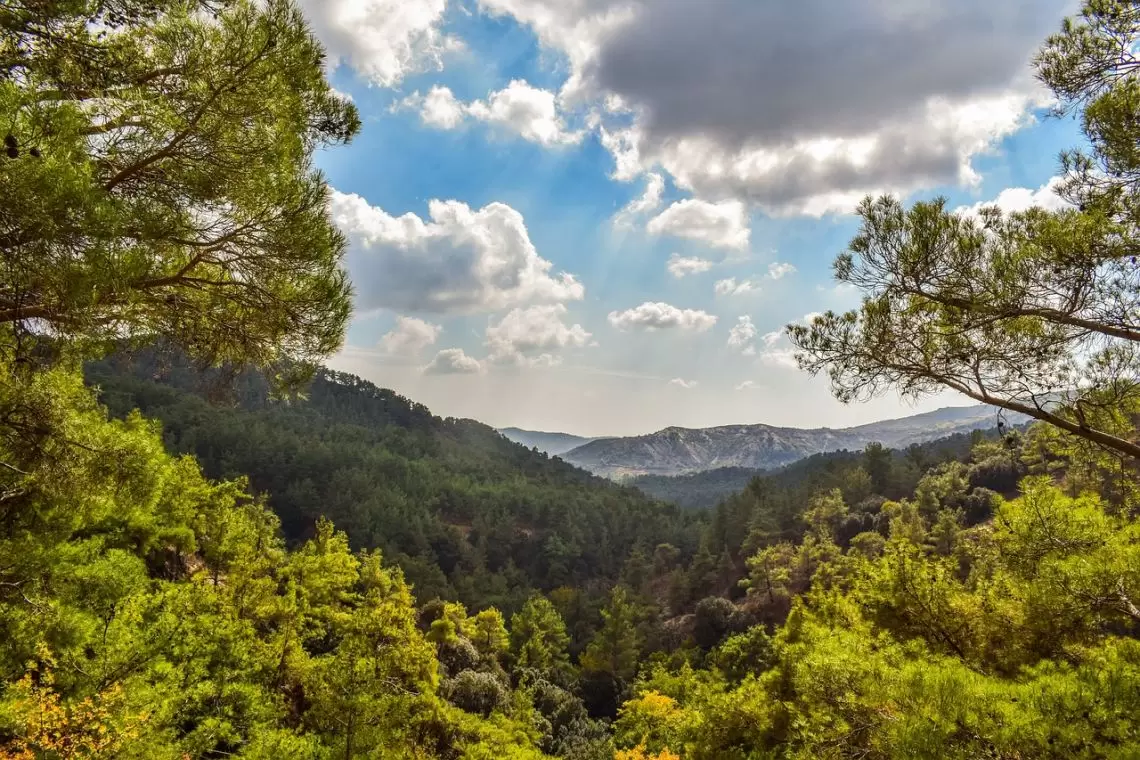 Carbon farming per le foreste europee e italiane: seminario a Roma