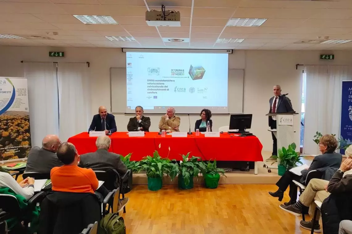 Giornata Nazionale degli Alberi: il rimboschimento di conifere dalla sperimentazione, alla gestione e alle prospettive future