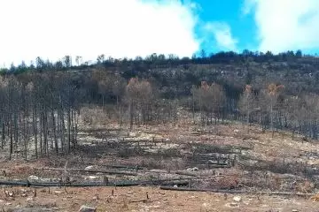 Incendi boschivi: dalla prevenzione al ripristino. Evento formativo del progetto DIVAS