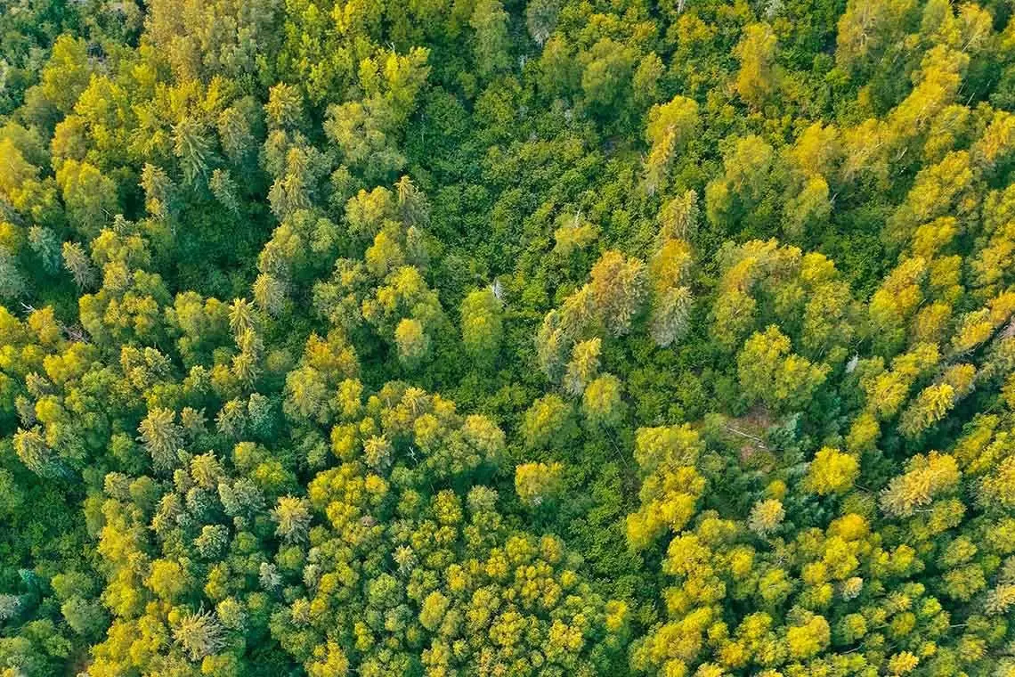 Smart Forest Monitoring, un nuovo programma di monitoraggio integrato dalle Foreste Urbane alle Foreste Vetuste