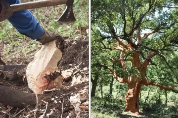 C’è coerenza tra gli strumenti di tutela del territorio e del paesaggio, le politiche forestali e la conservazione della biodiversità?  Due casi esemplificativi in Sicilia: ericeti e sugherete