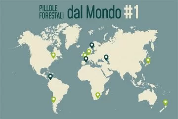 Pillole forestali dal mondo #01 - Il rinvio dell'EUDR e altre storie di dicembre