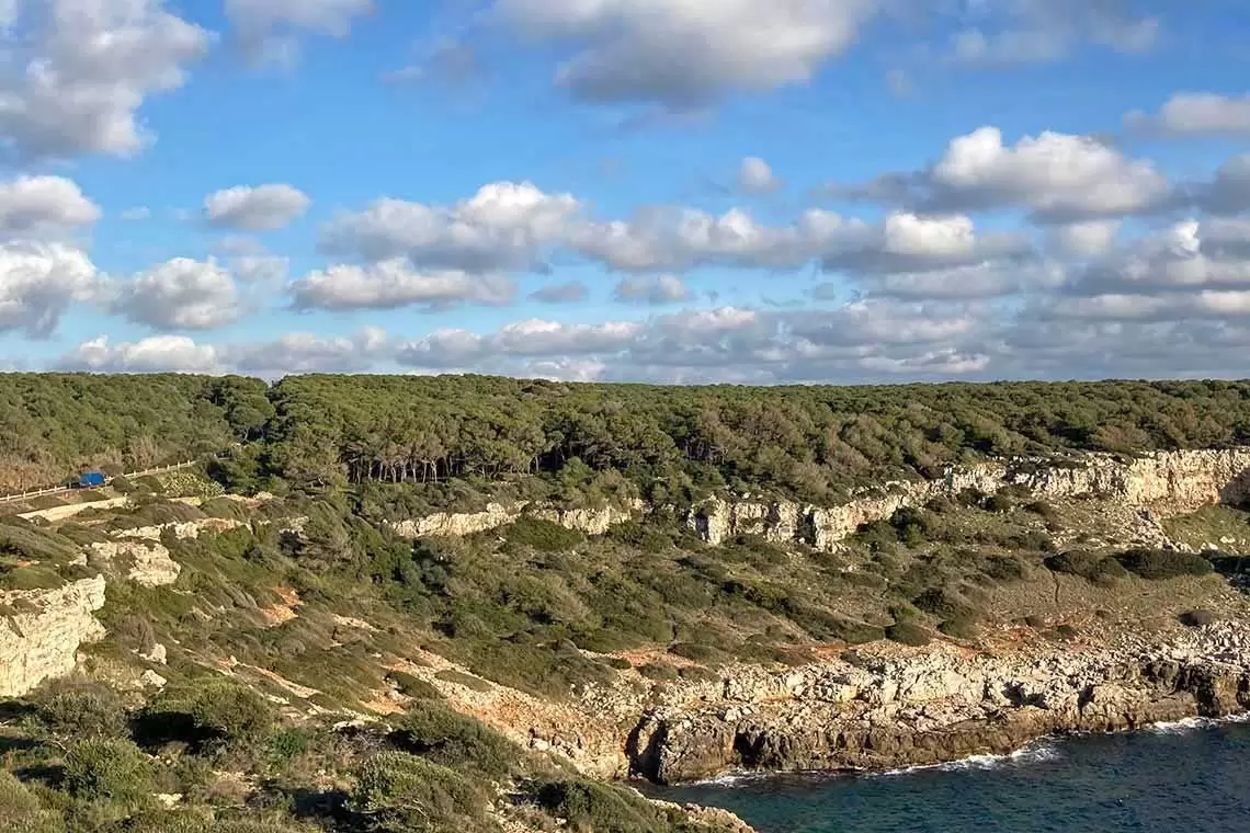 Riflessioni sul futuro delle Foreste di Puglia