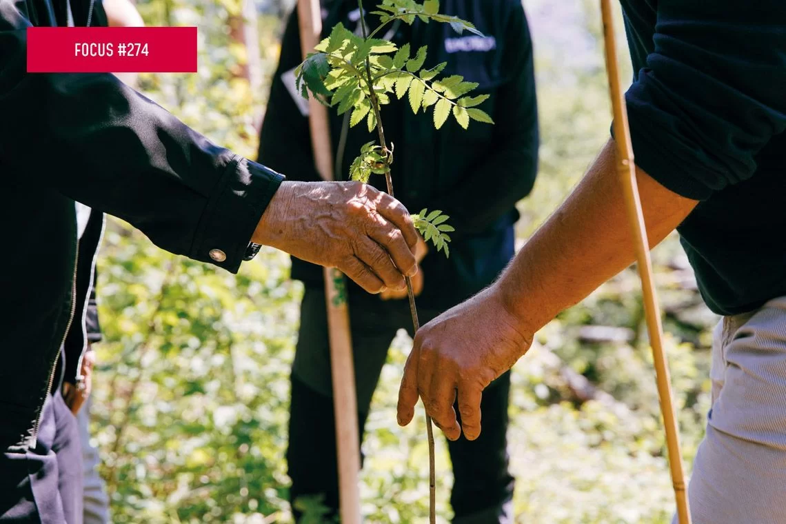 Finanziamenti innovativi per la gestione forestale