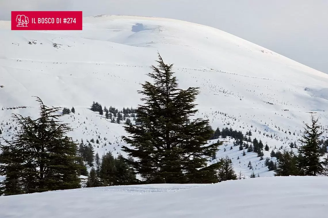 Foresta dei cedri di Dio descritta da Mouawad