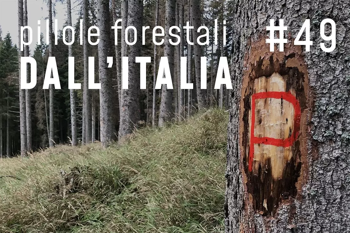Pillole forestali dall'Italia puntata 49