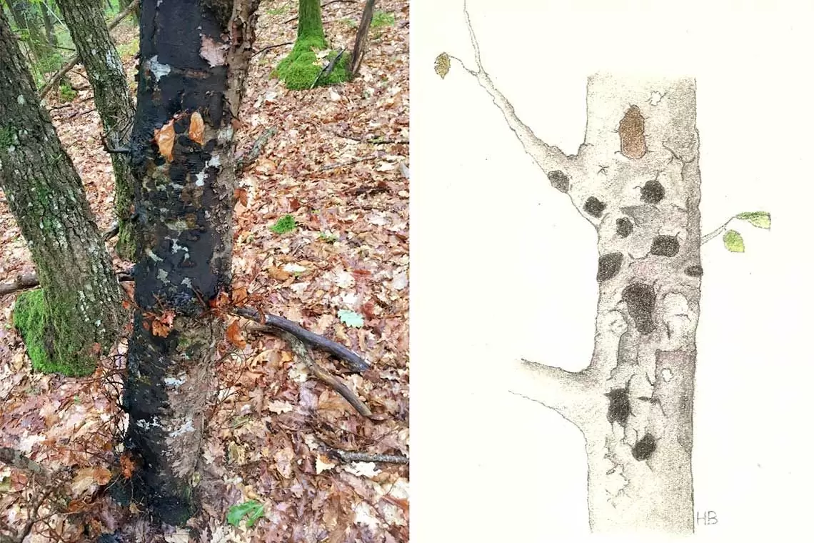 Biscogniauxia Nummularia. Cancro carbonioso del faggio