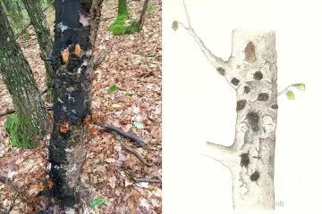 Biscogniauxia Nummularia. Cancro carbonioso del faggio