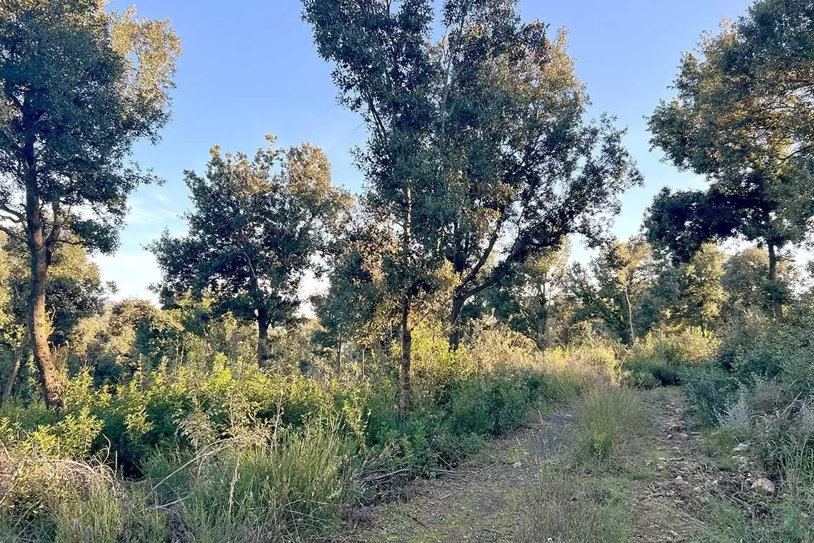 Regione Toscana: incentivi per forme associative di gestione forestale