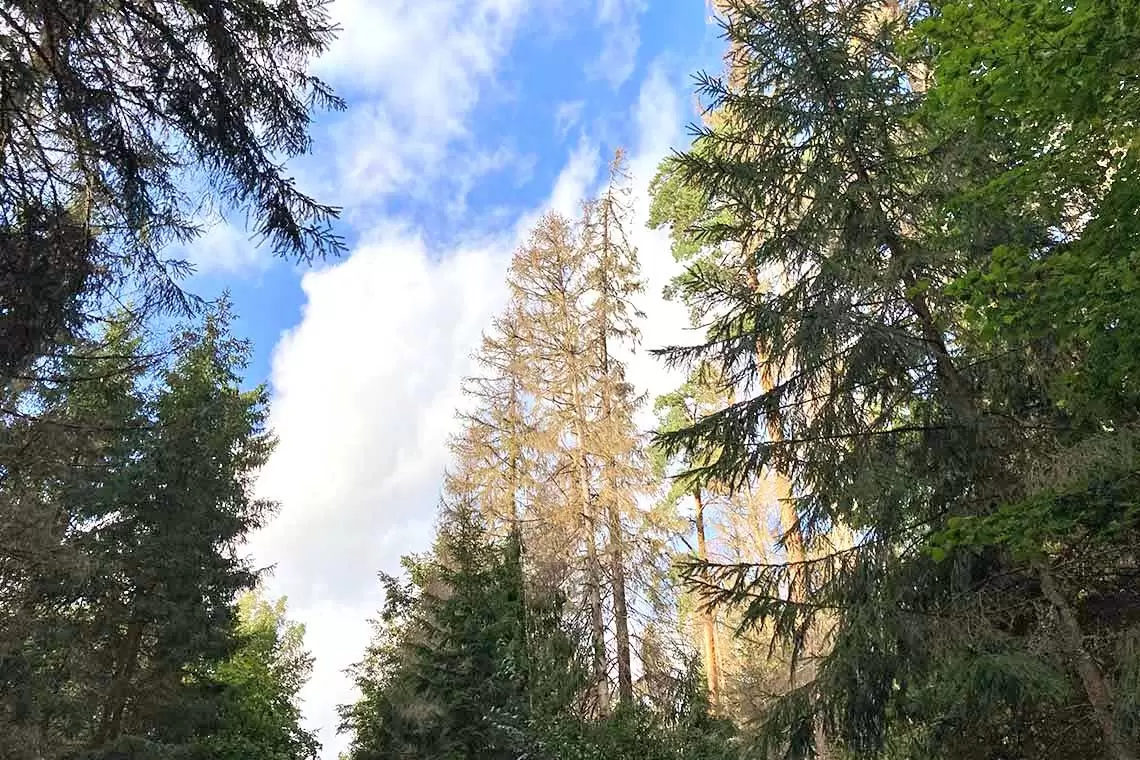 Lezione aperta sul Bostrico nelle peccete del Parco dell’Adamello