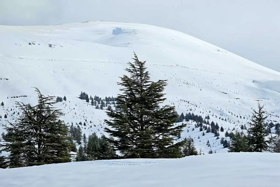 Arz el rabb, bosco di cedri del Libano millenari