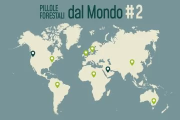 Pillole forestali dal mondo #02 -  Dalla riduzione delle foreste in Africa all'aumento delle piantagioni in Cina