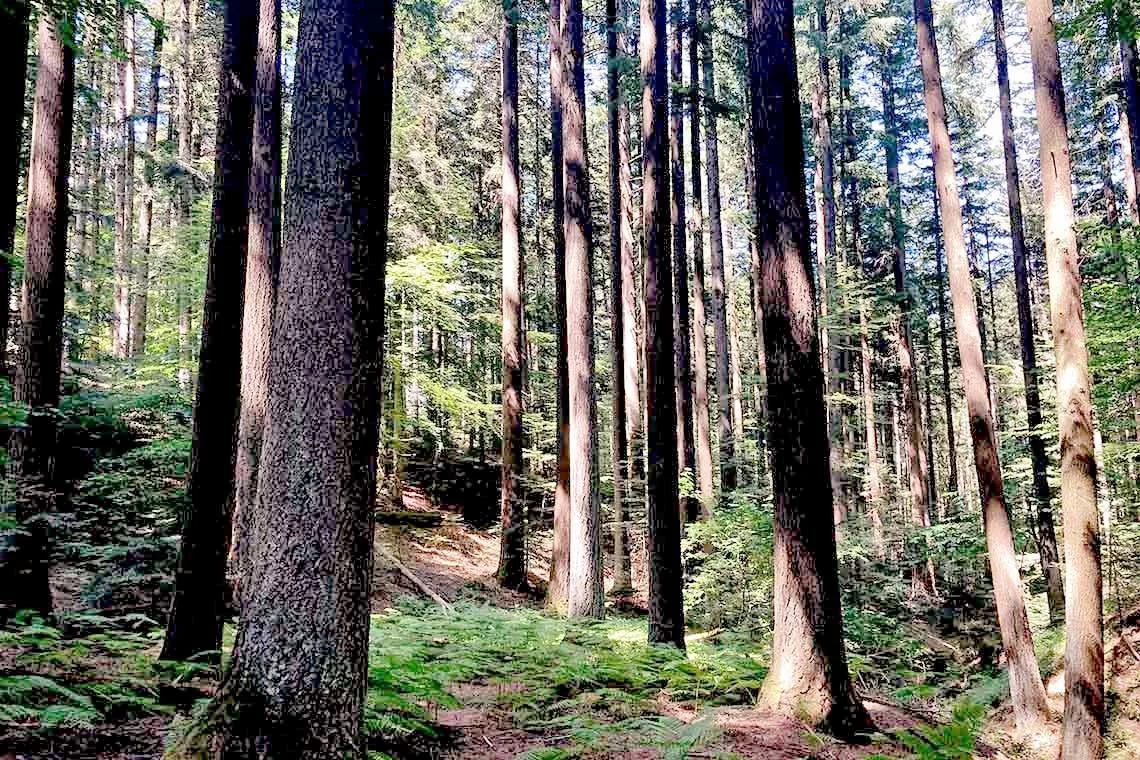 La gestione collettiva del bosco: esempi di applicazione pratica in Toscana