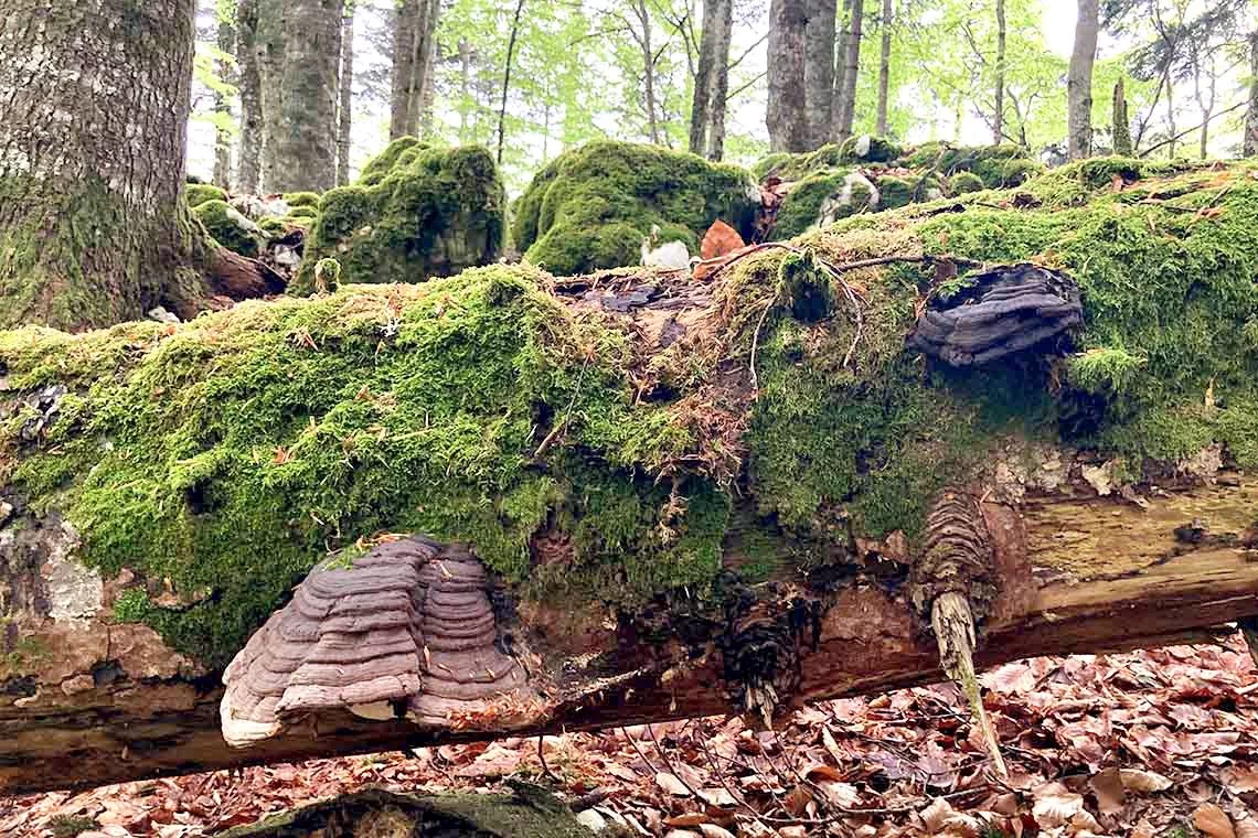 A Firenze il prossimo Simposio Europeo sugli organismi saproxilici e il loro ruolo negli ecosistemi forestali