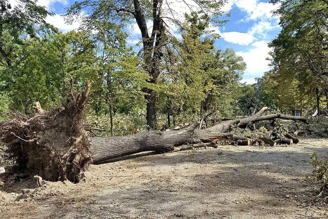 Allestire in modo sicuro alberi schiantati: giornata dimostrativa al Parco Groane