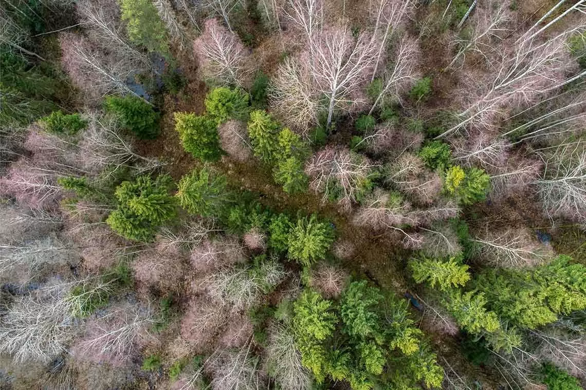 Avanzamenti metodologici e operativi per il monitoraggio delle foreste e delle loro risorse, un convegno a Roma