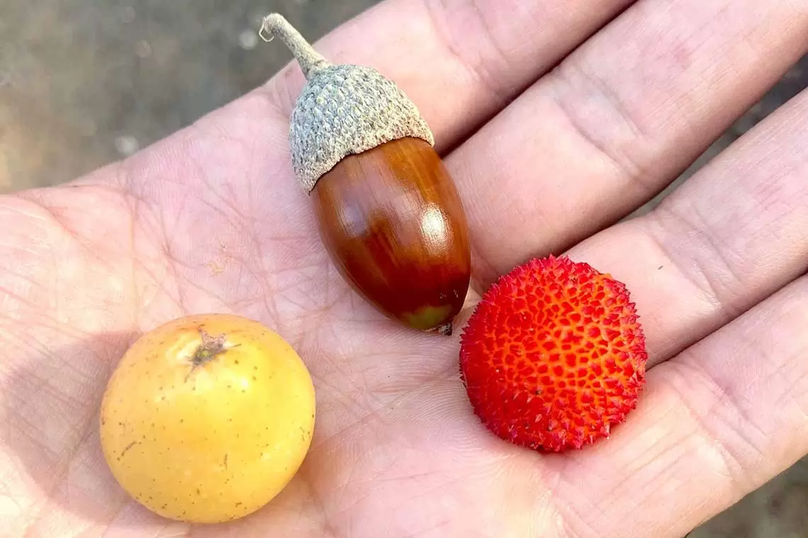 Foreste e alimentazione
