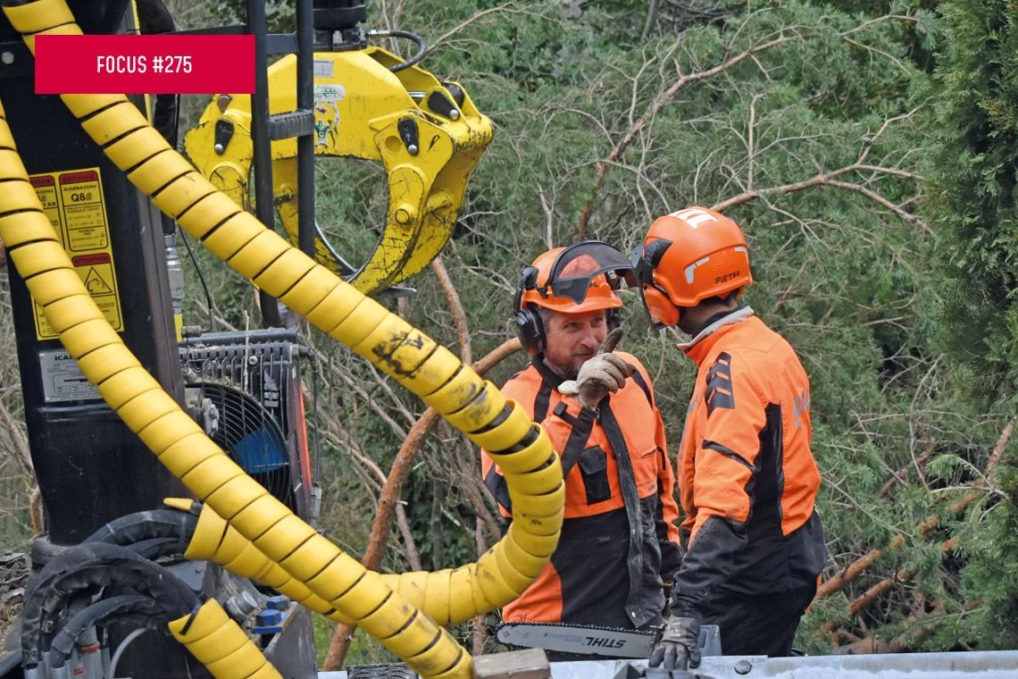 Lavoro con alberi, piantagioni arboree e foreste 