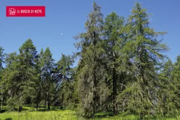 Alla scoperta dei larici-cembreti della Val di Fiemme con Ilaria Zorzi