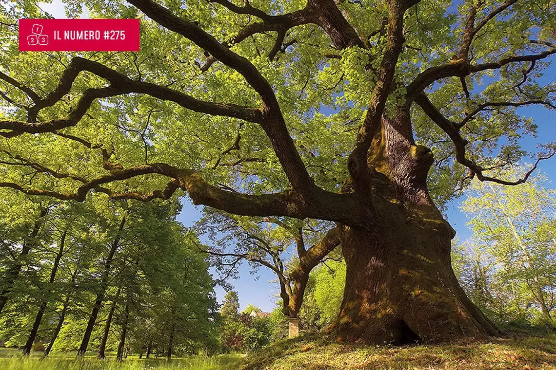 Mappa online dei 4.655 Alberi Monumentali d’Italia