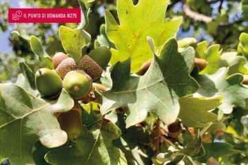 Parte la fase VII di EUFORGEN, il Programma europeo per le risorse genetiche forestali