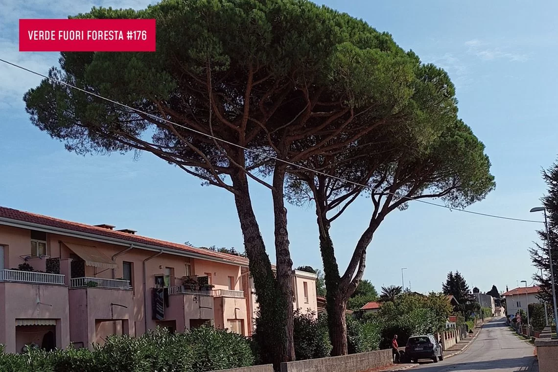 Strade e Pinus pinea: una convivenza possibile quanto necessaria
