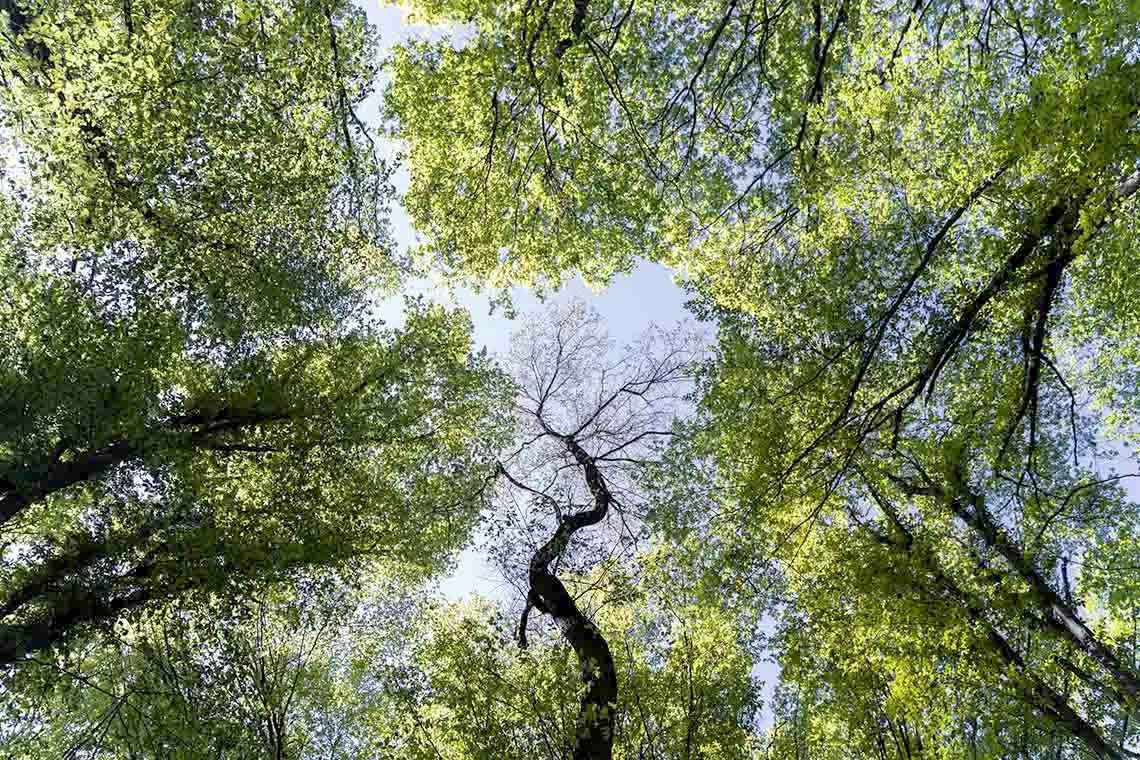 Benessere in foresta, a Trento il workshop del progetto FOR.WELL