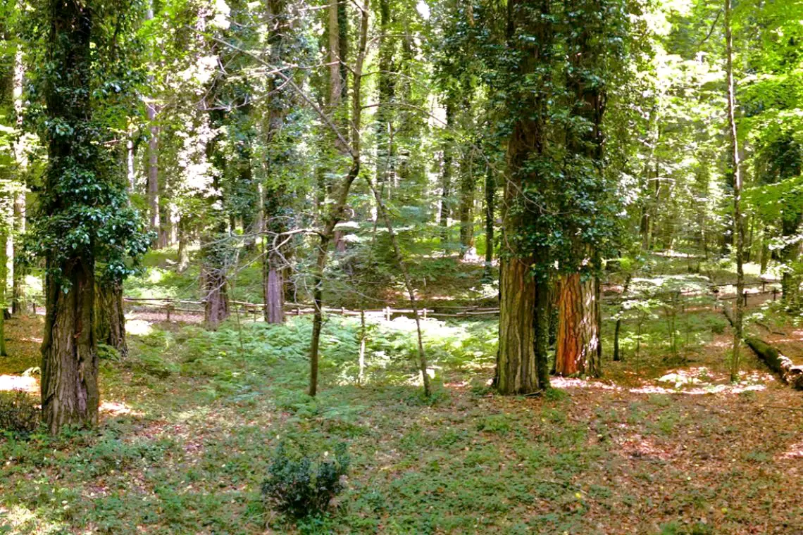 Senza "Servizio foreste" come gestirà i boschi il Consorzio di bonifica montana del Gargano?