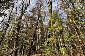 Il bostrico minaccia le foreste di abete bianco del Molise