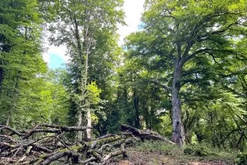 Verso la Rete Nazionale dei boschi vetusti: il punto sulla fase di censimento in Toscana