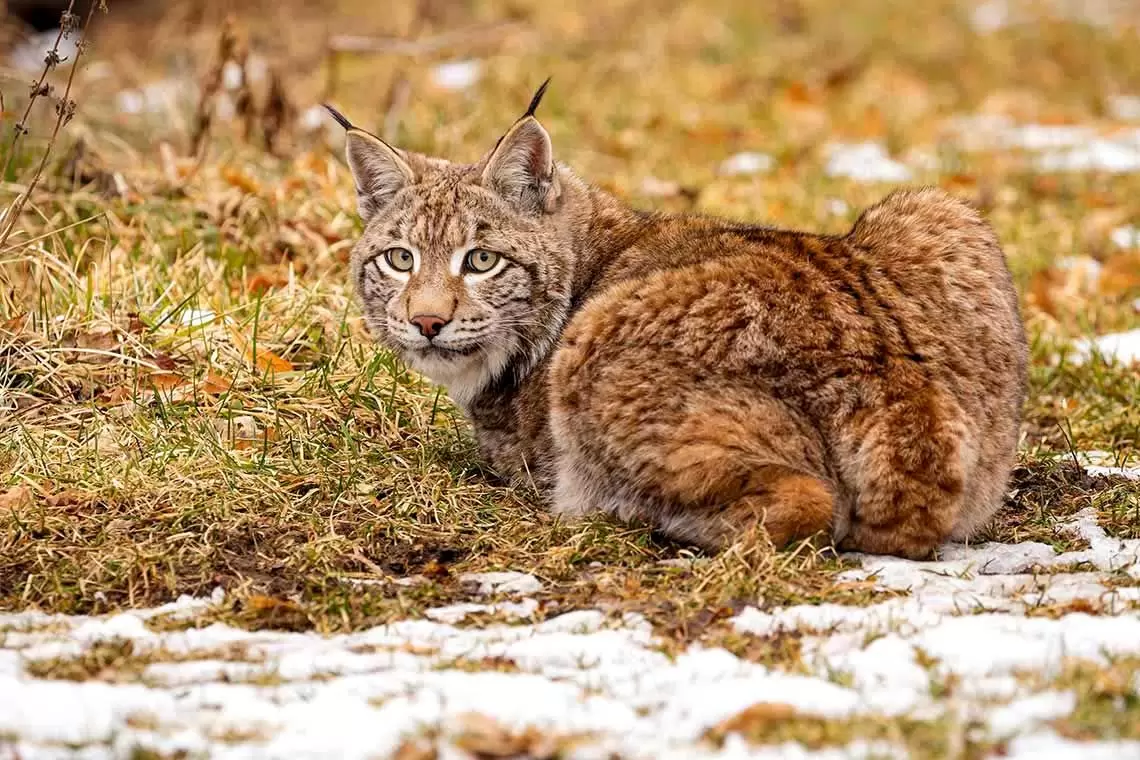 Lince eurasiatica, un seminario di AUSF Padova con Paolo Molinari 