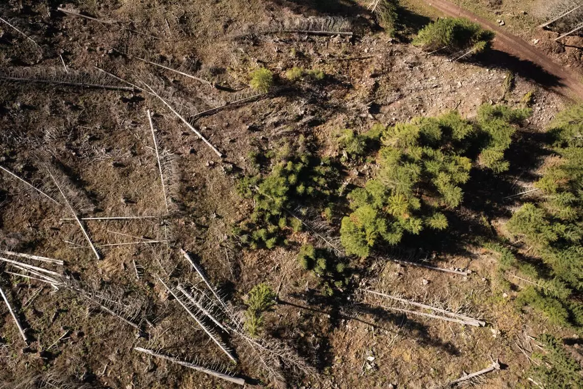 Tagli direzionati in boschi protettivi bostricati