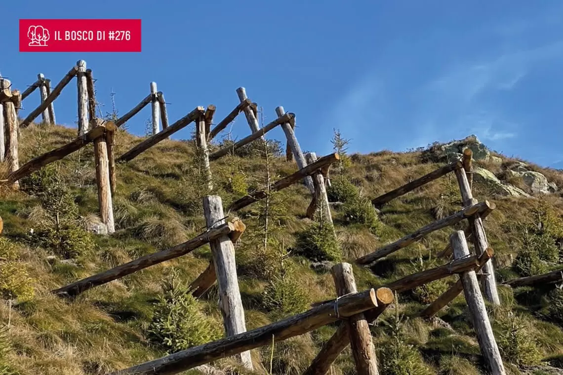 IL BOSCO DI... Maria Rita Gallozzi