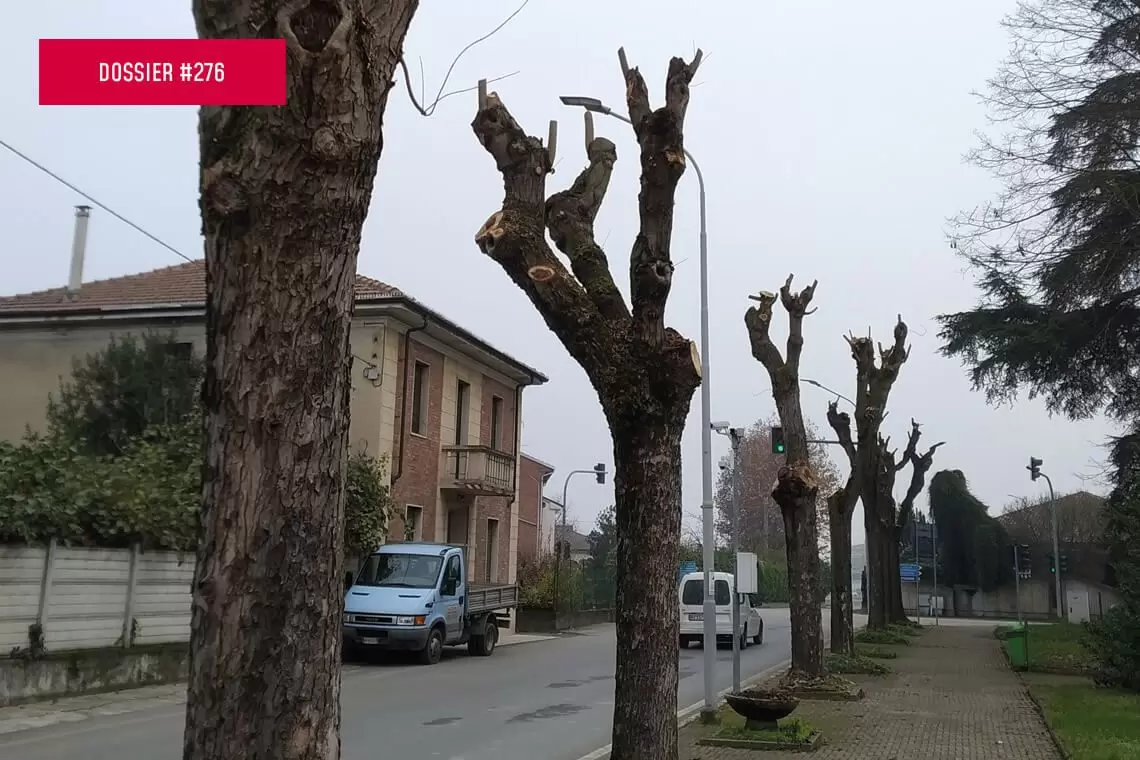 Gestire le principali problematiche degli alberi in città