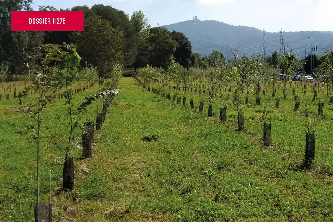 Rinnovare e realizzare nuove aree verdi