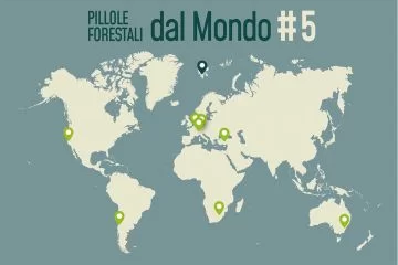 Pillole forestali dal mondo #05 - Dal Rapporto sulle foreste svizzere alla produzione di pinoli in Cile