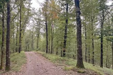 Classificazione ad uso strutturale di cerro, rovere e farnia: le basi per valorizzare filiere locali