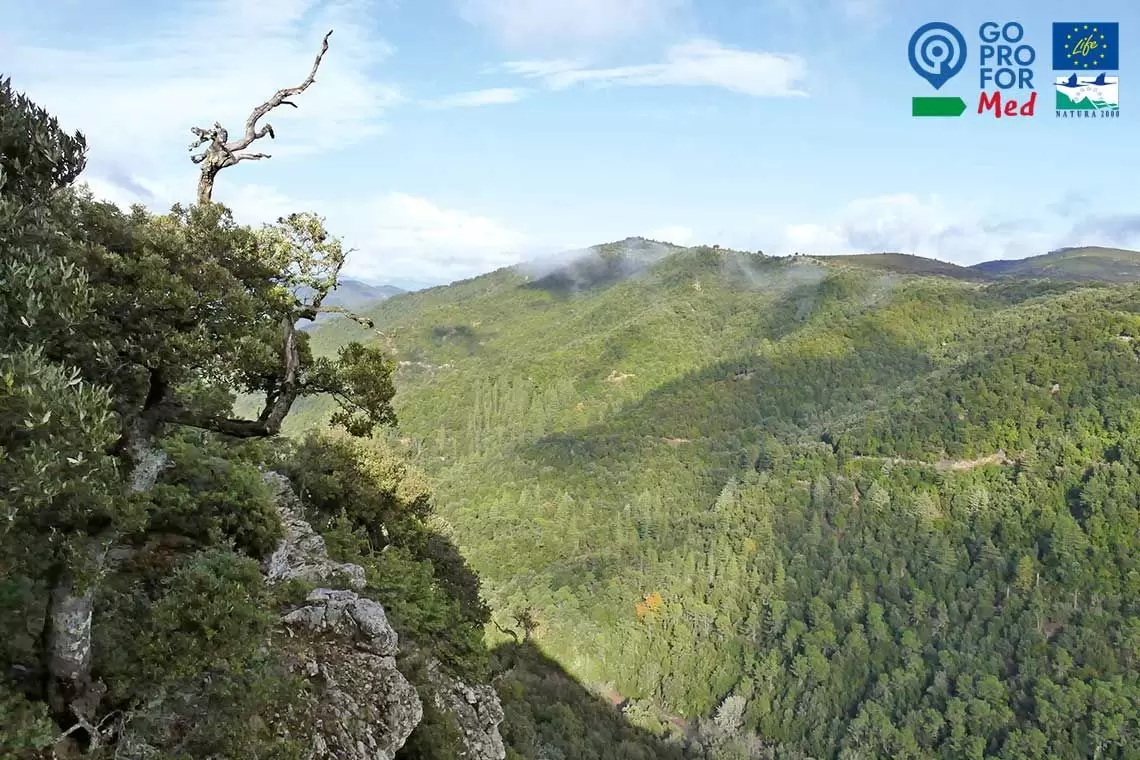 GoProForMED rende disponibili alcuni strumenti utili per la conservazione e gestione di habitat forestali mediterranei
