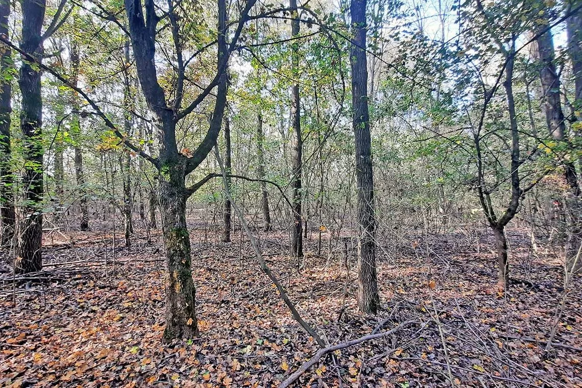 Vendita lotto boschivo di farnia