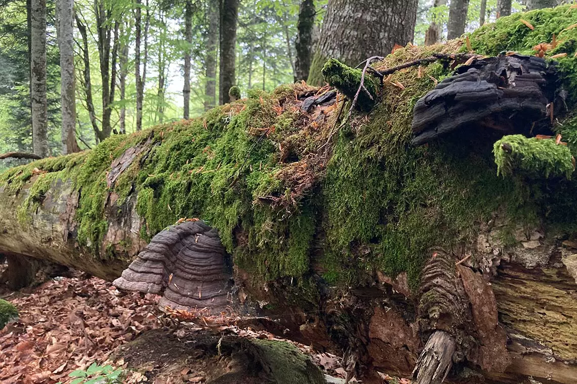 59° Corso di Cultura in Ecologia, quest’anno si parla di struttura e biodiversità delle Foreste Vetuste