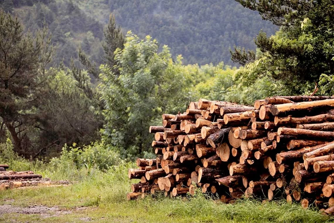 Le innovazioni dei Gruppi Operativi per il settore forestale italiano