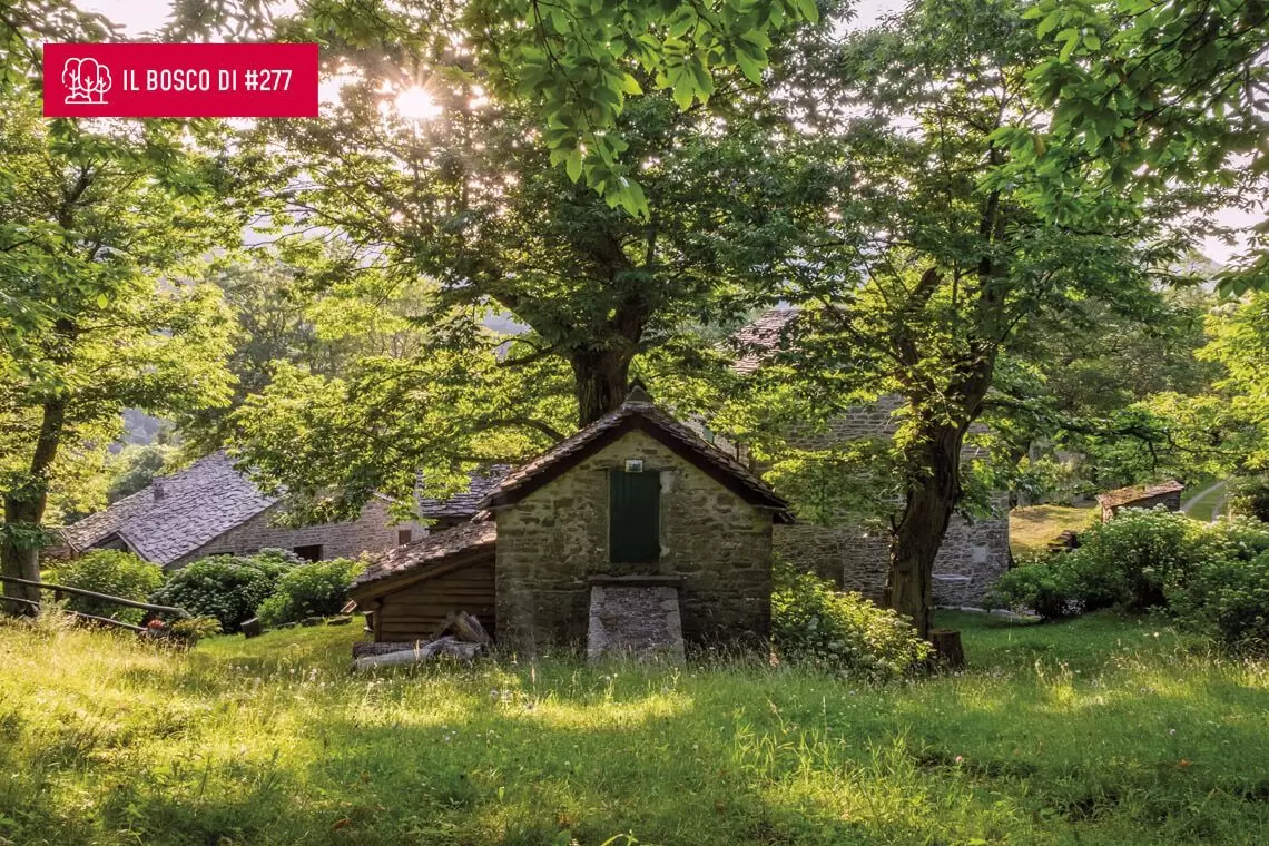 Il bosco di Erica Mazza è un castagneto sull’Appennino bolognese